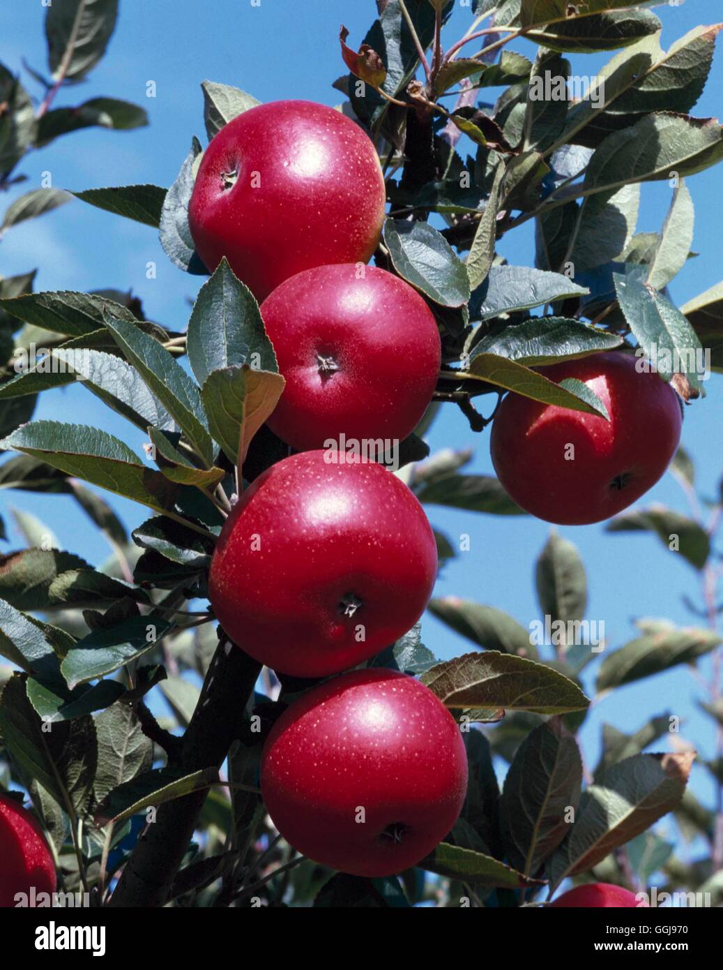 Apple - `Discovery' AGM (Dessert)   FRU009471 Stock Photo